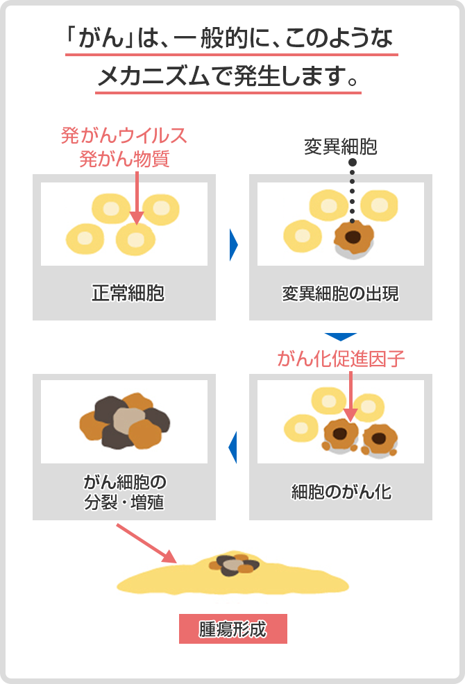 「がん」は、一般的に、このようなメカニズムで発生します。 発がんウイルス 発がん物質 正常細胞 → 変異細胞 変異細胞の出現 → がん化促進因子 細胞のがん化 → がん細胞の分裂・増殖 → 腫瘍形成